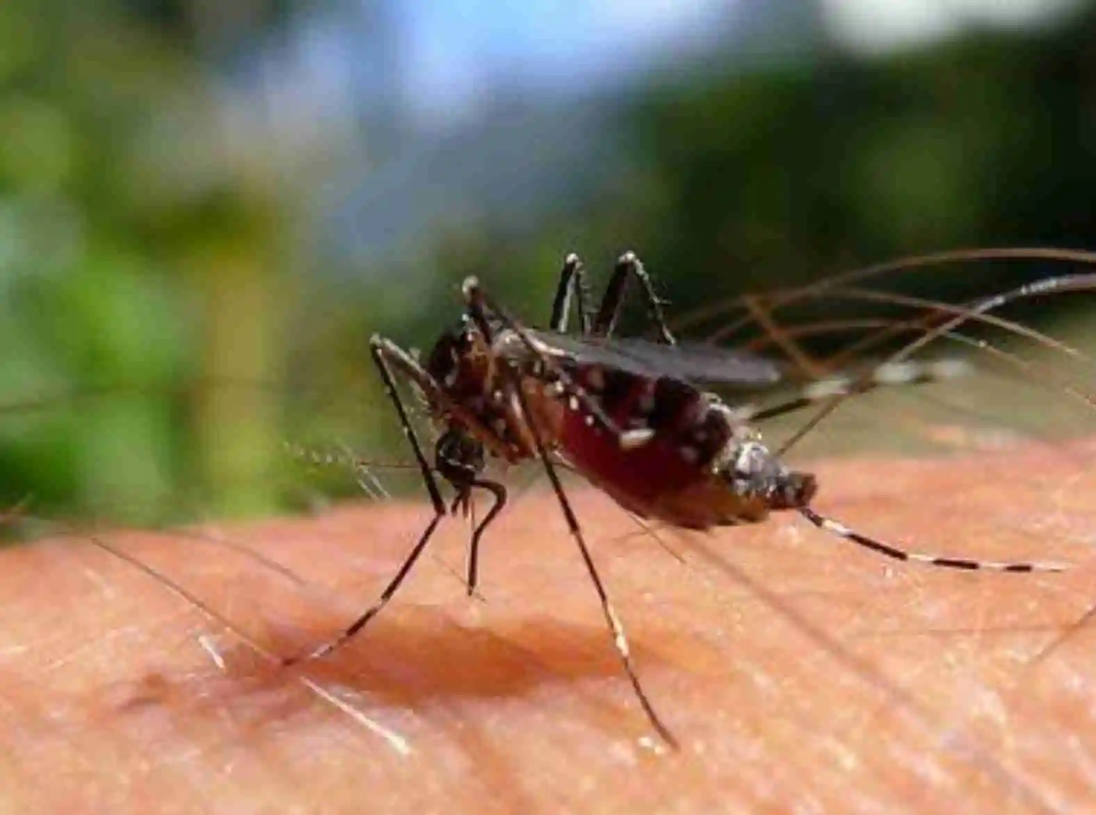 Alerta de saúde pública: Dengue ameaça o Brasil em 2024