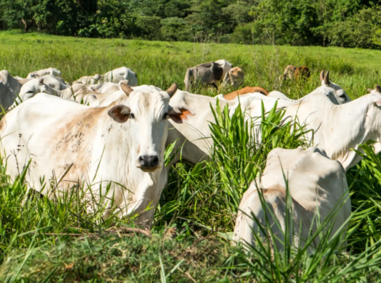 Boi: Cauteloso, pecuarista resiste à pressão de frigoríficos