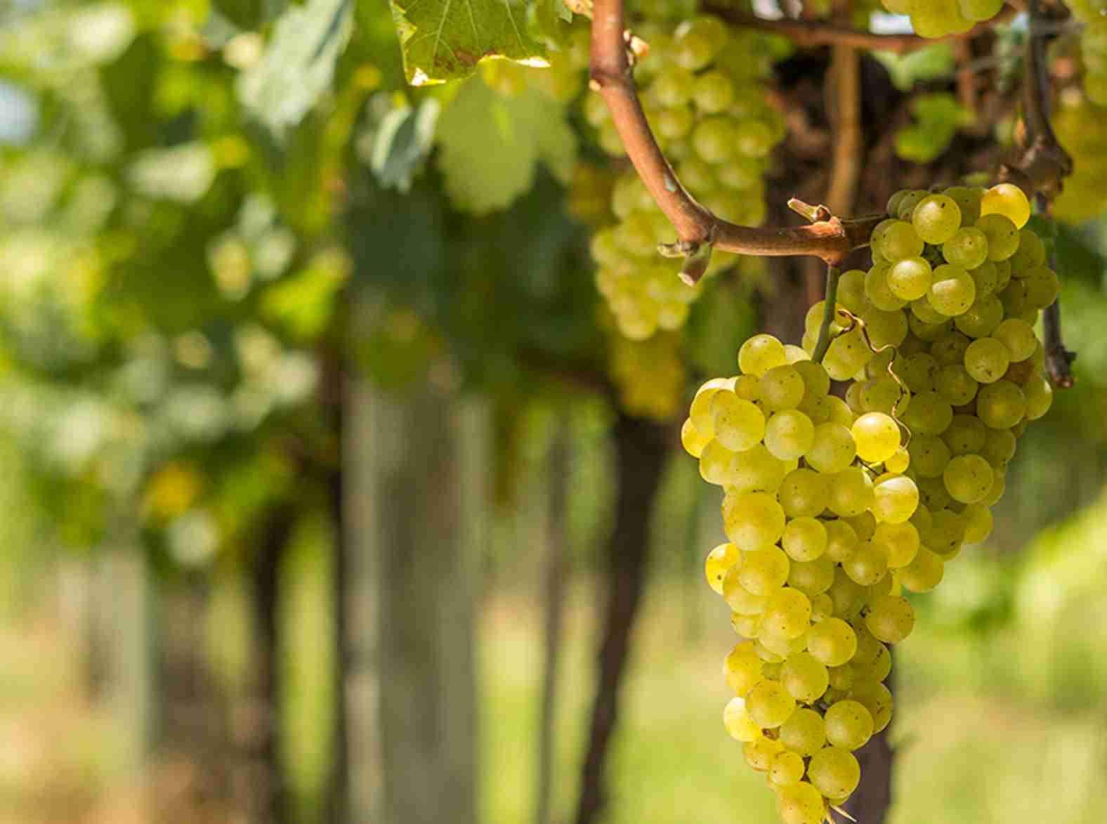 Tradição e qualidade: O legado da cooperativa vinícola aurora na safra de 2024