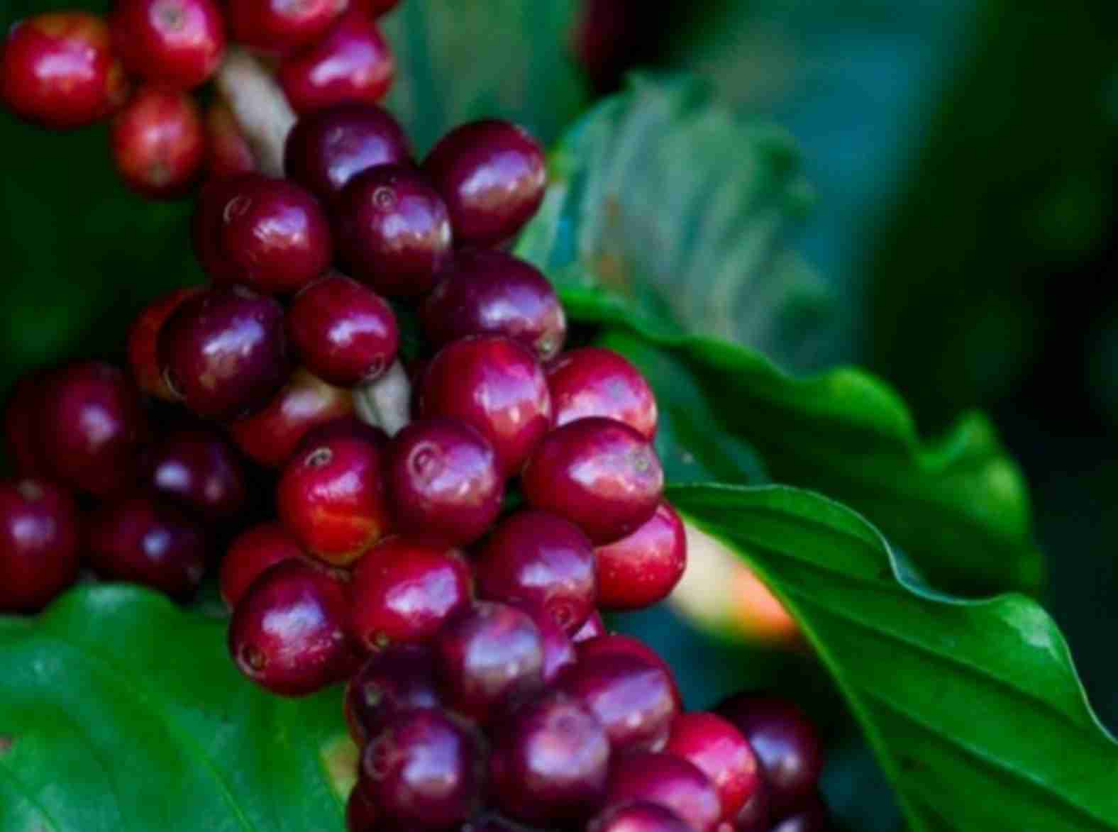 Dinâmica do mercado de café: Entre climatologia e economia