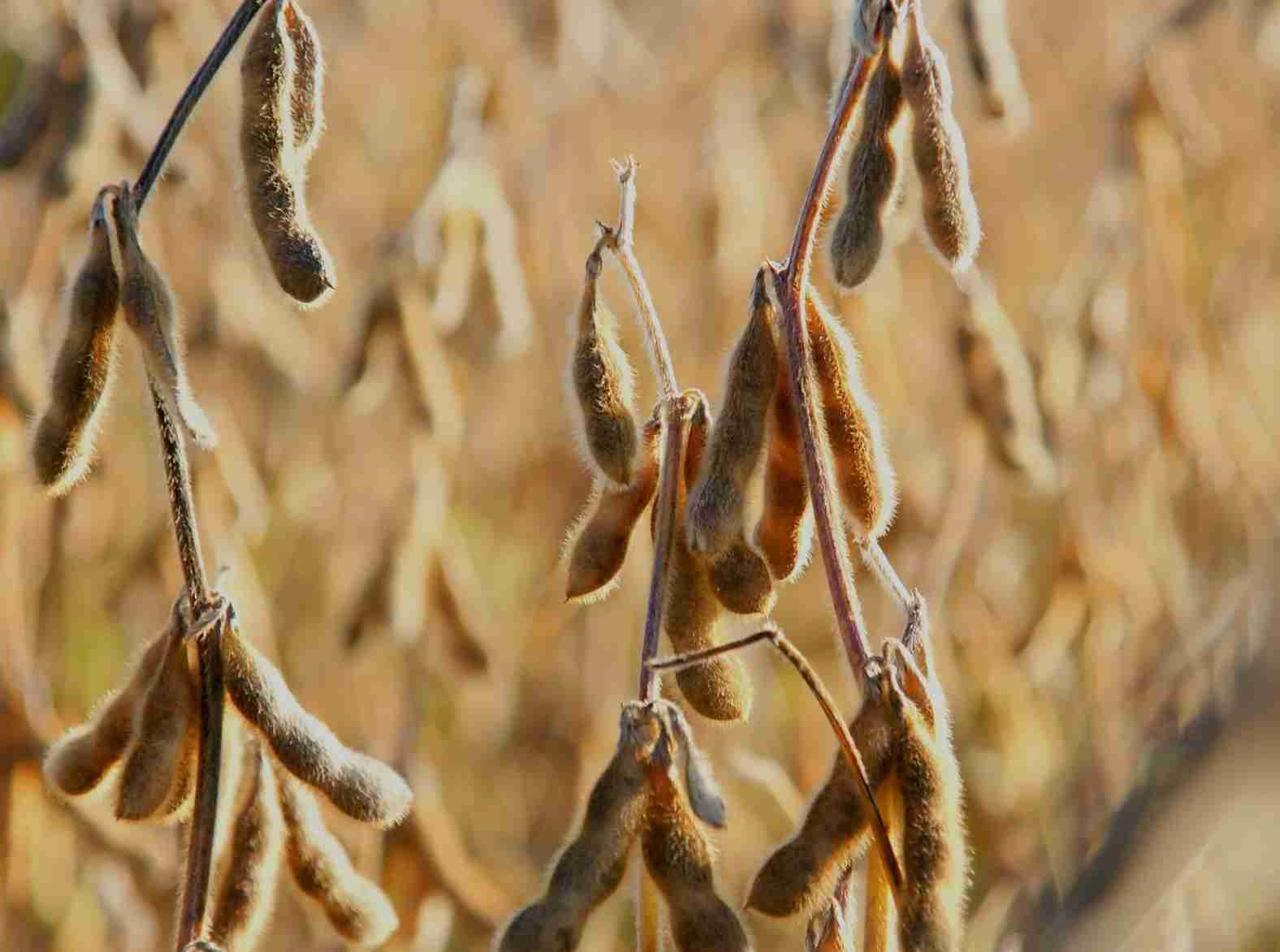 Soja: Mercado dá pausa nas baixas e testa leves ganhos na Bolsa de Chicago nesta 5ª feira