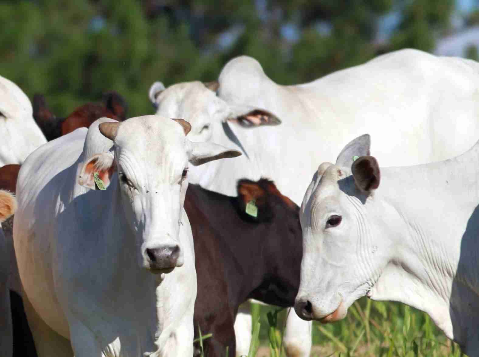 Mercado pecuário em alta: Sustentabilidade nos preços do boi gordo