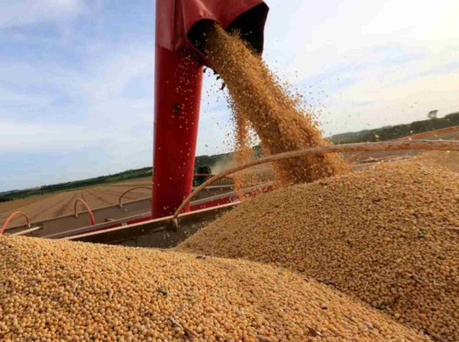 Colheita de soja no Brasil é a mais antecipada desde 2017 por seca, diz Pátria AgroNegócios