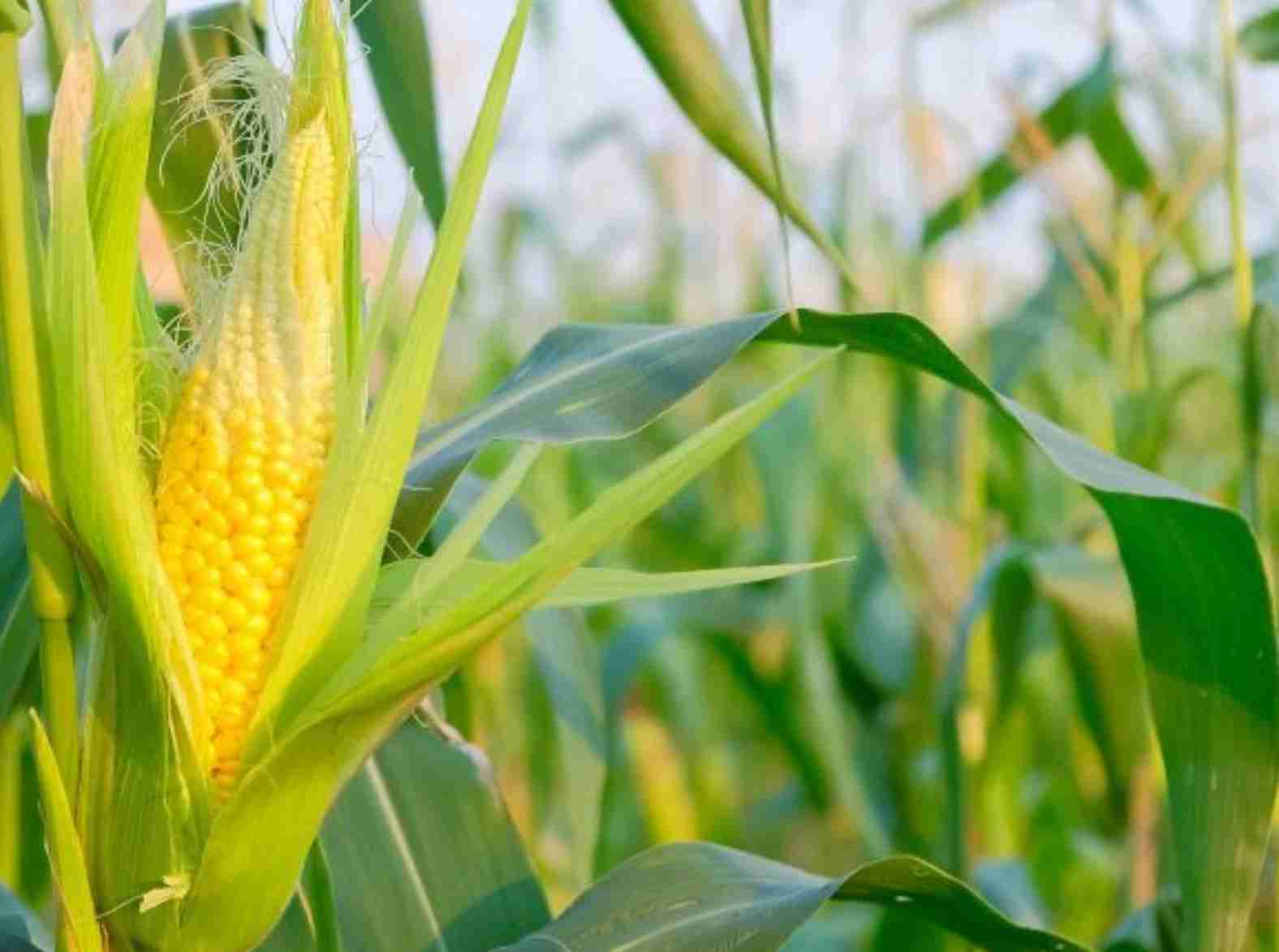 Desafios do setor agrícola: Queda acentuada nos preços do milho revela tendências e preocupações