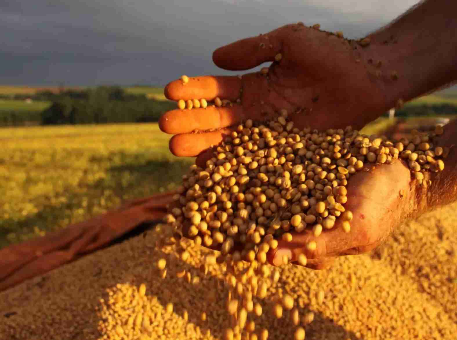 Esperança e desafios: O contraste na produção de soja e milho no Rio Grande do Sul