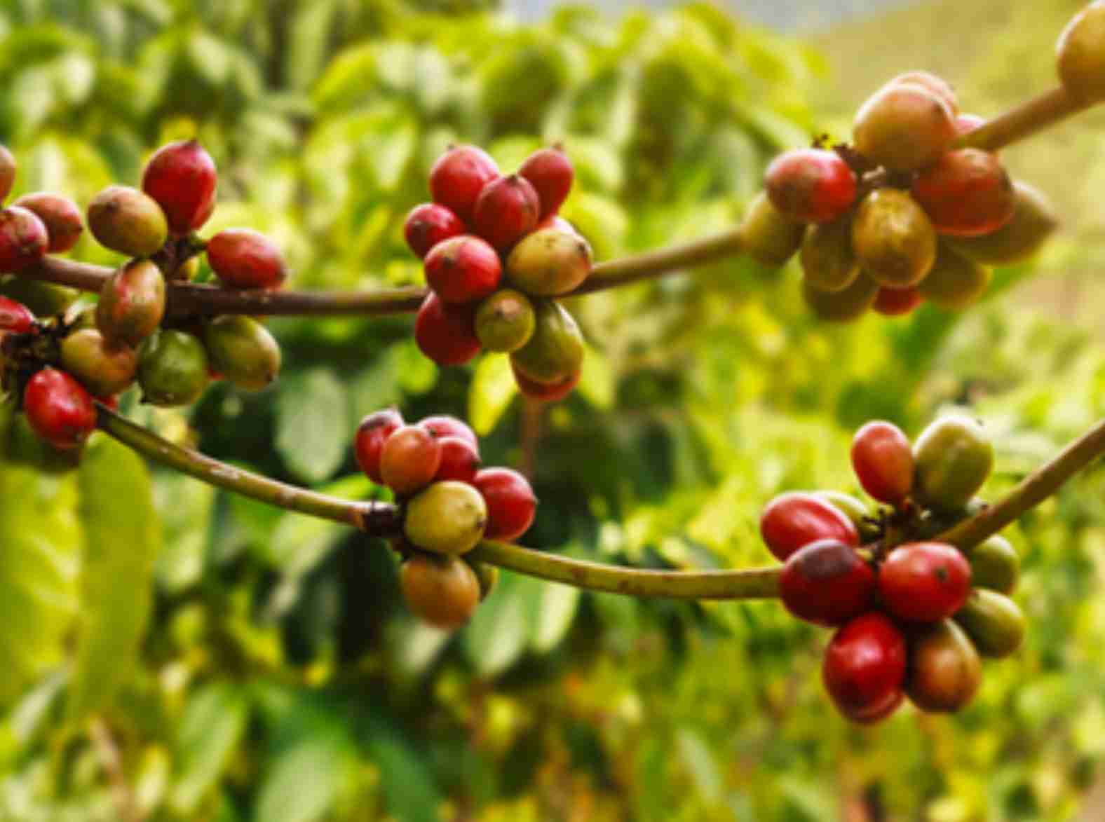 A renascença da cafeicultura brasileira: Uma projeção promissora para 2024