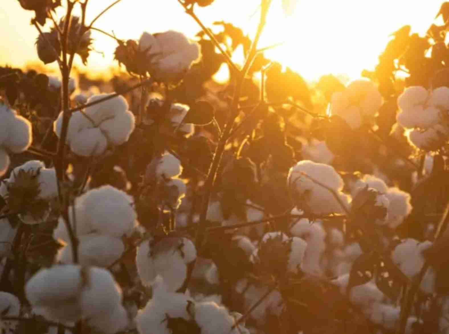 Mato Grosso no cenário global: Desafios e oportunidades no mercado de algodão