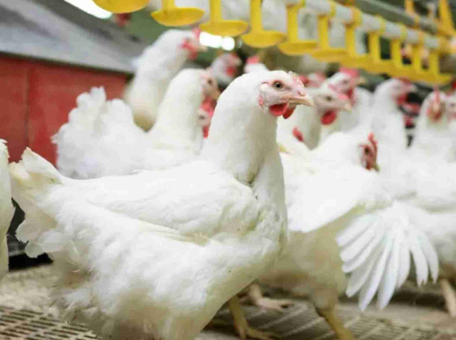 Mercado de frango em 2024: Desafios e estratégias em um contexto de baixa demanda