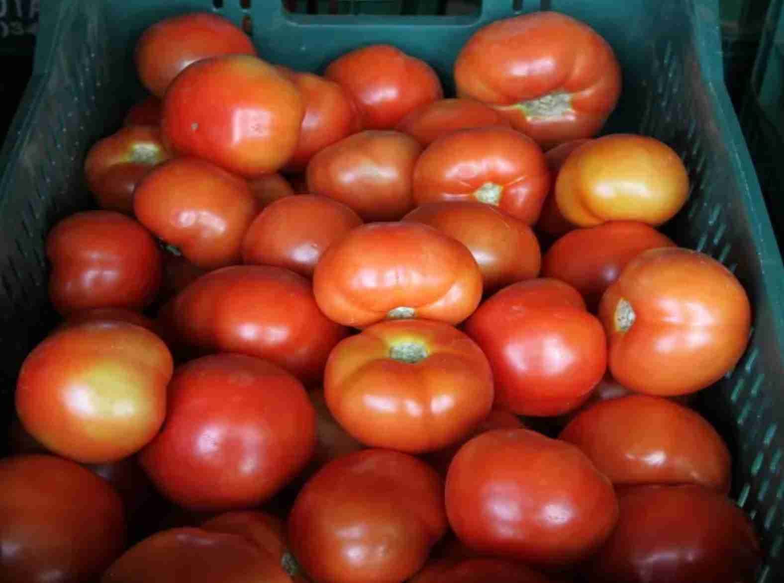 Tomate: Calor acelera maturação e pressiona valores no atacado