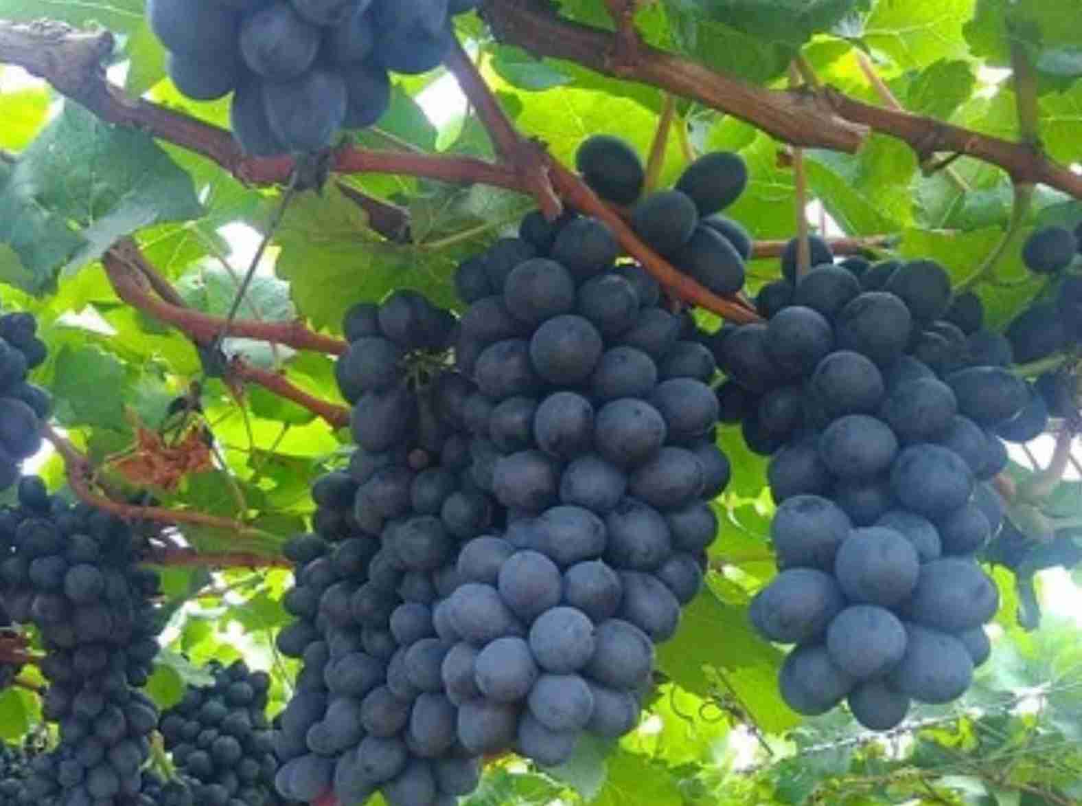 Uva: Preço da uva negra sem semente segue alto no Vale