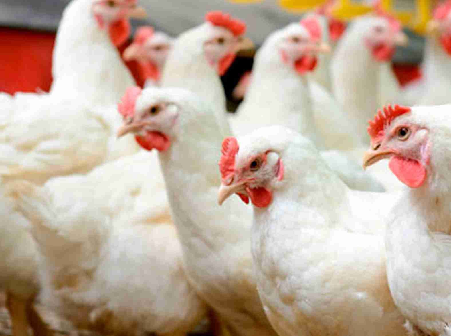 Mercado avícola em movimento: Pequenas oscilações nas cotações do frango