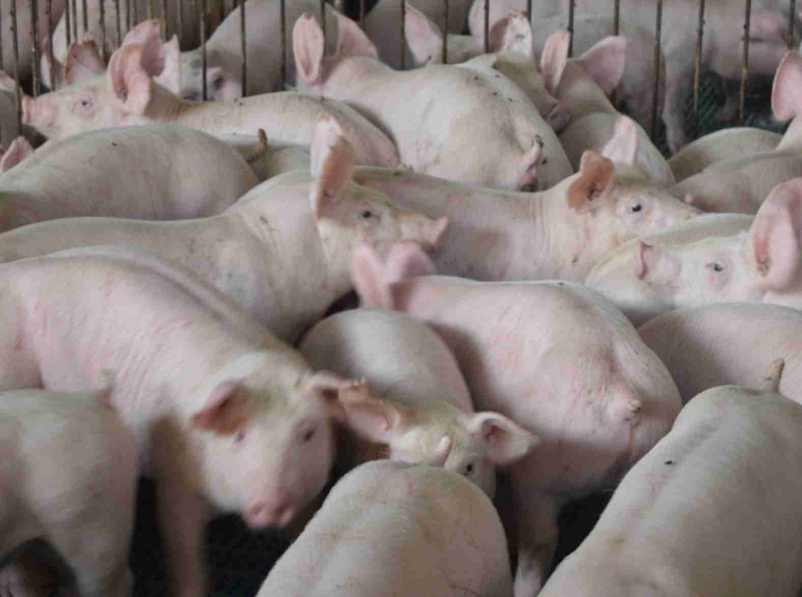 China incentivará produtores de suínos a reduzir capacidade após queda de preços