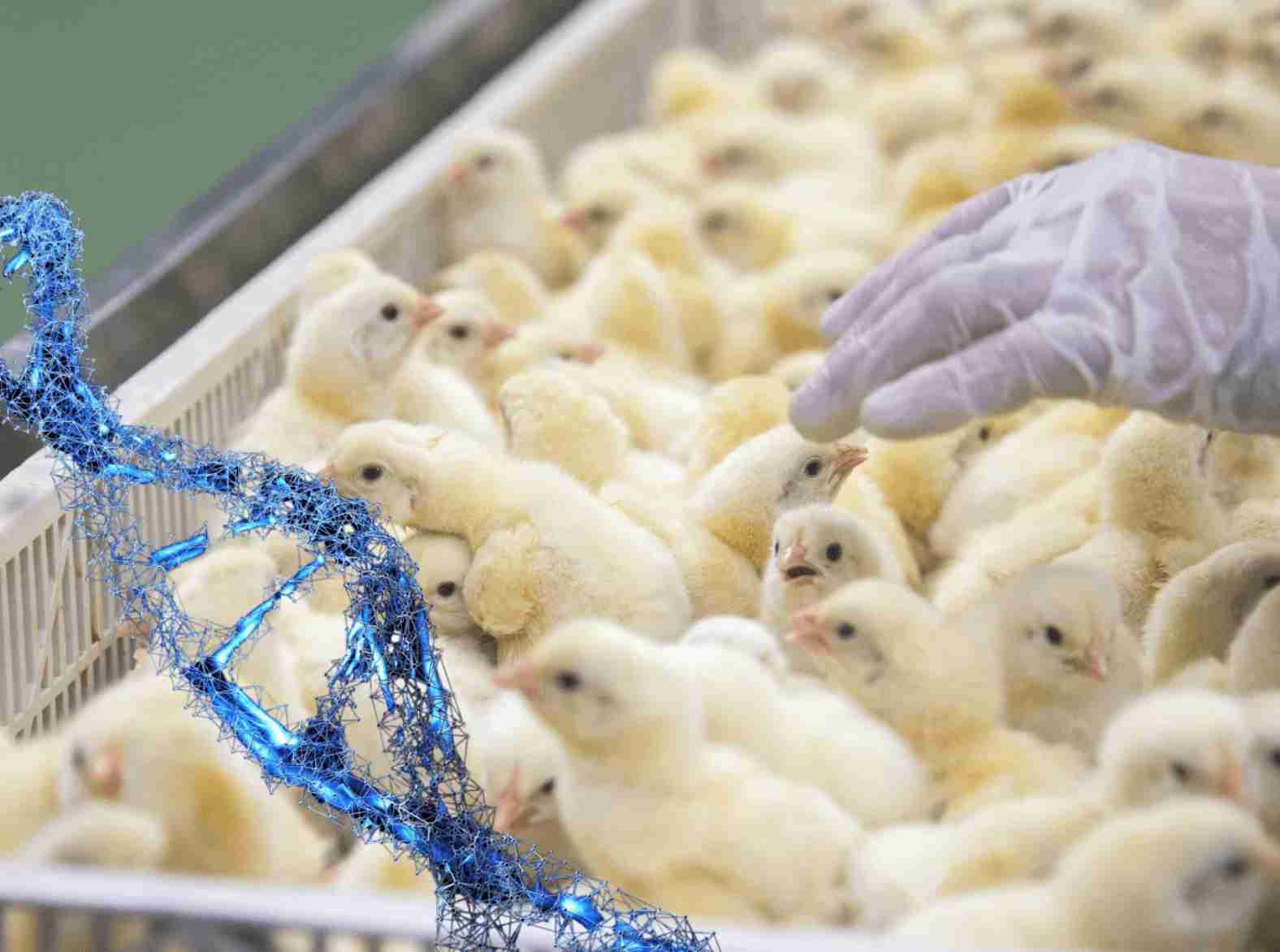 Avanço internacional da avicultura brasileira: Exportação de genética para Angola