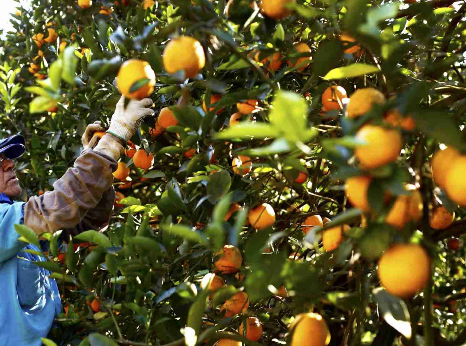 Desafios e triunfos no mercado de suco de laranja brasileiro