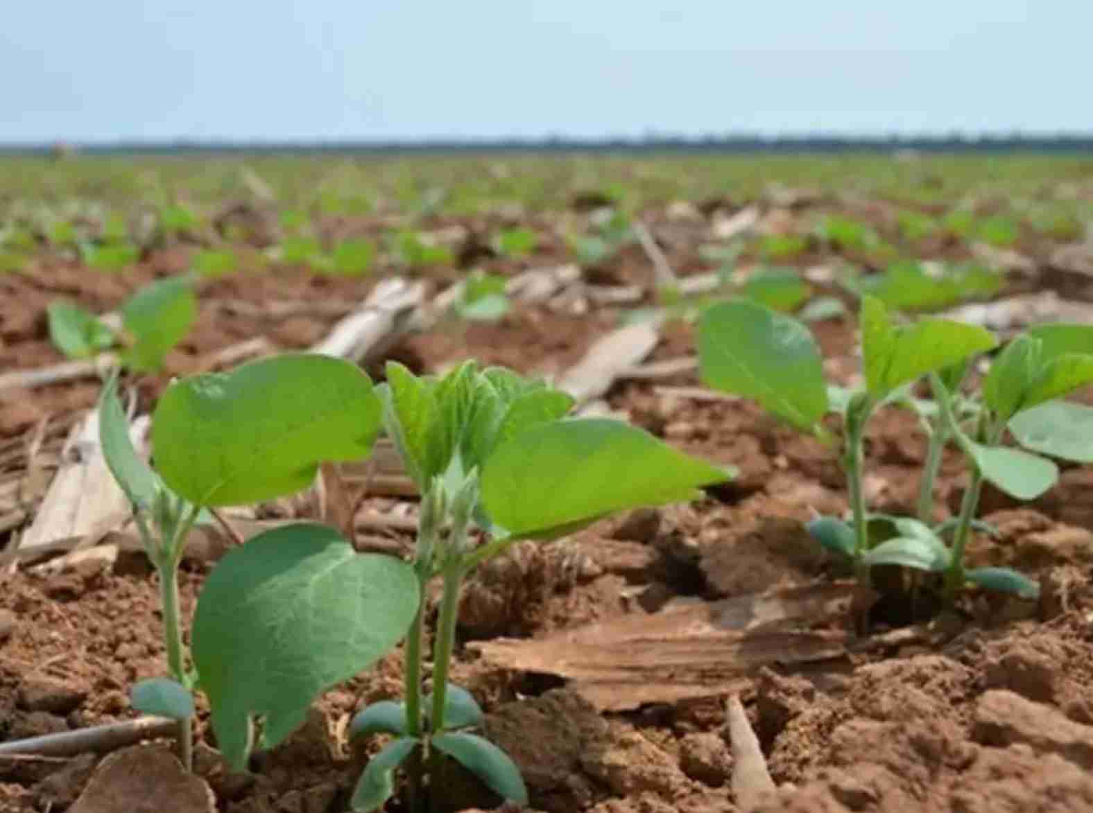 Oscilações no mercado de soja: Clima e economia global moldam o futuro da colheita