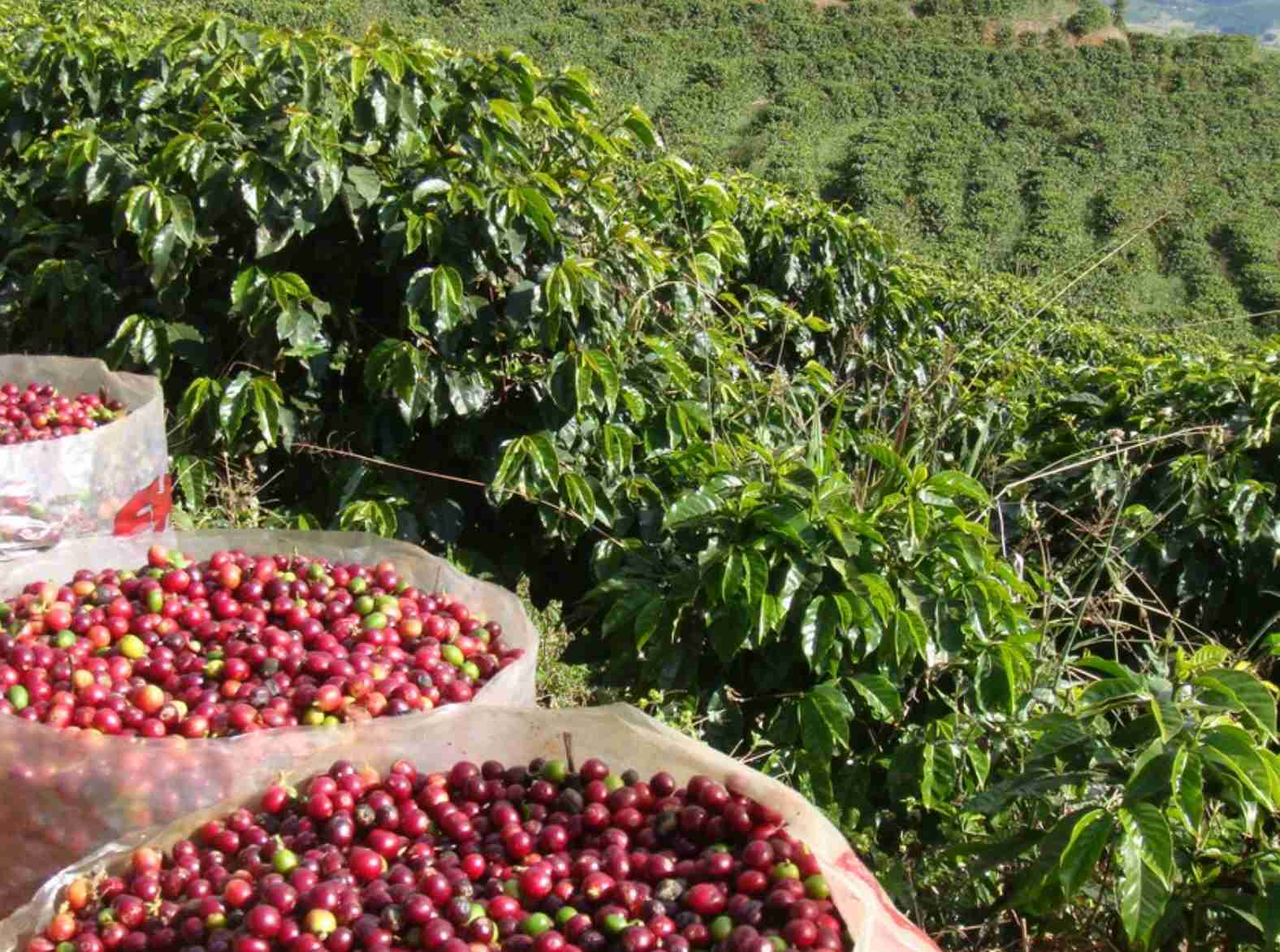 Cenário atual do cultivo de café arábica em Goiás é o destaque do agro em dados