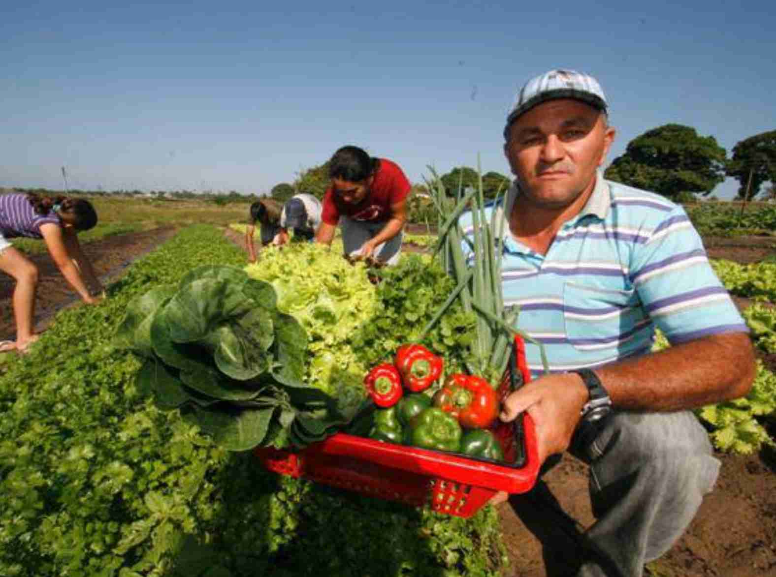 Fortalecimento da agricultura familiar e nutrição escolar: iniciativa pioneira no senado