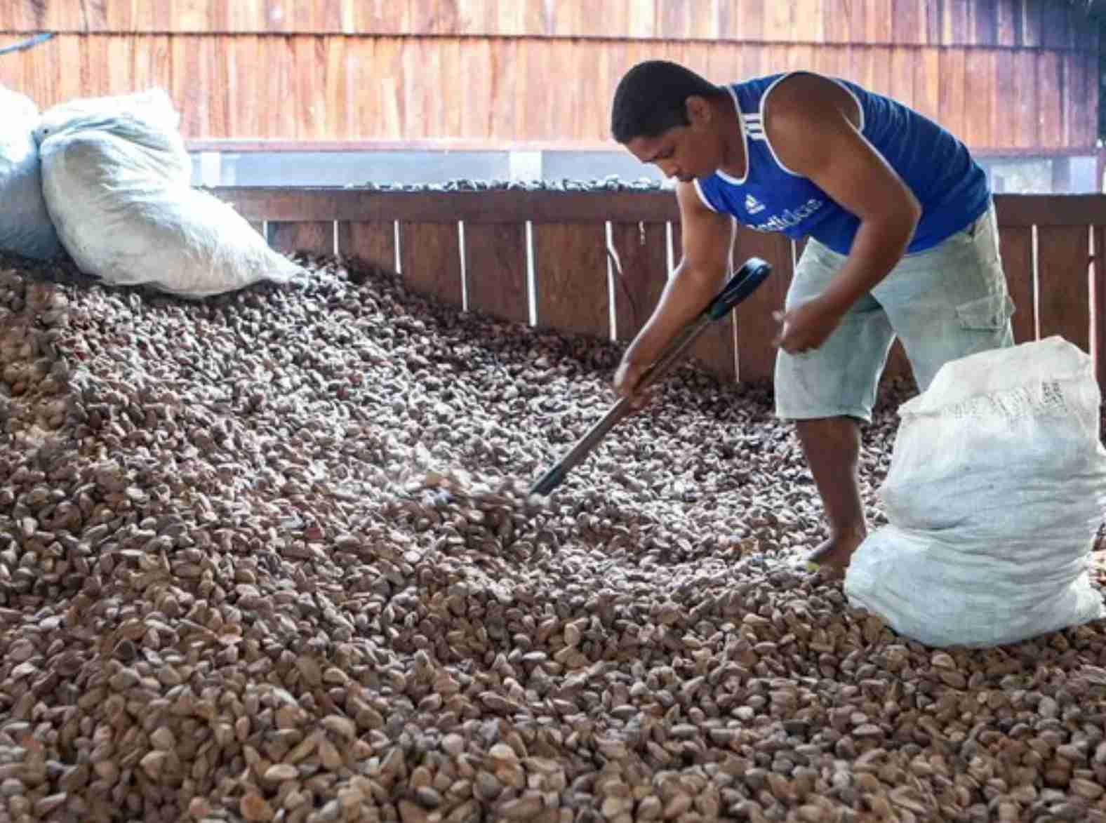 Impulso à sustentabilidade: O renovado apoio da PGPM-Bio aos agricultores familiares