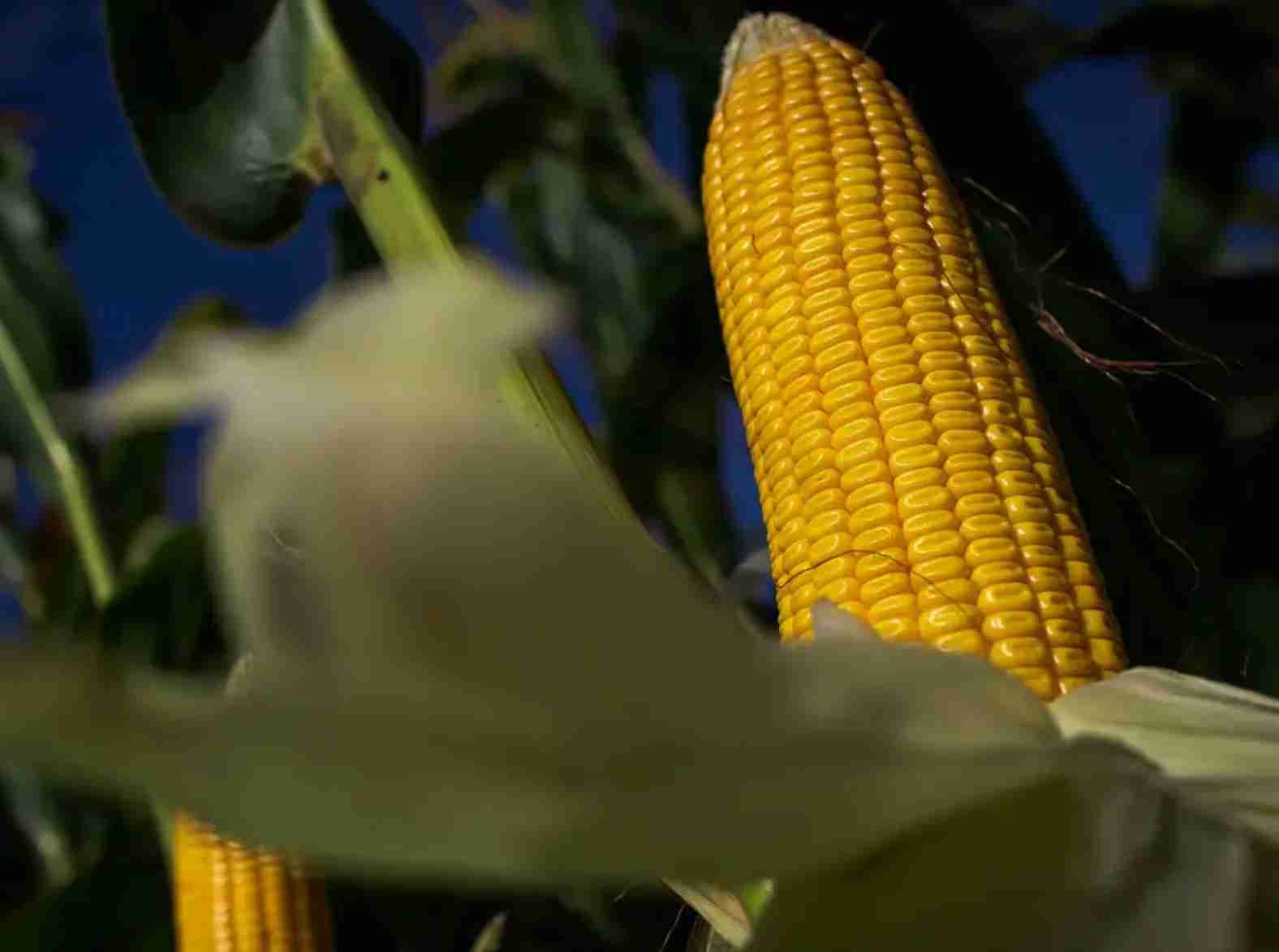Mercado de milho brasileiro inicia 2024 em alta na B3