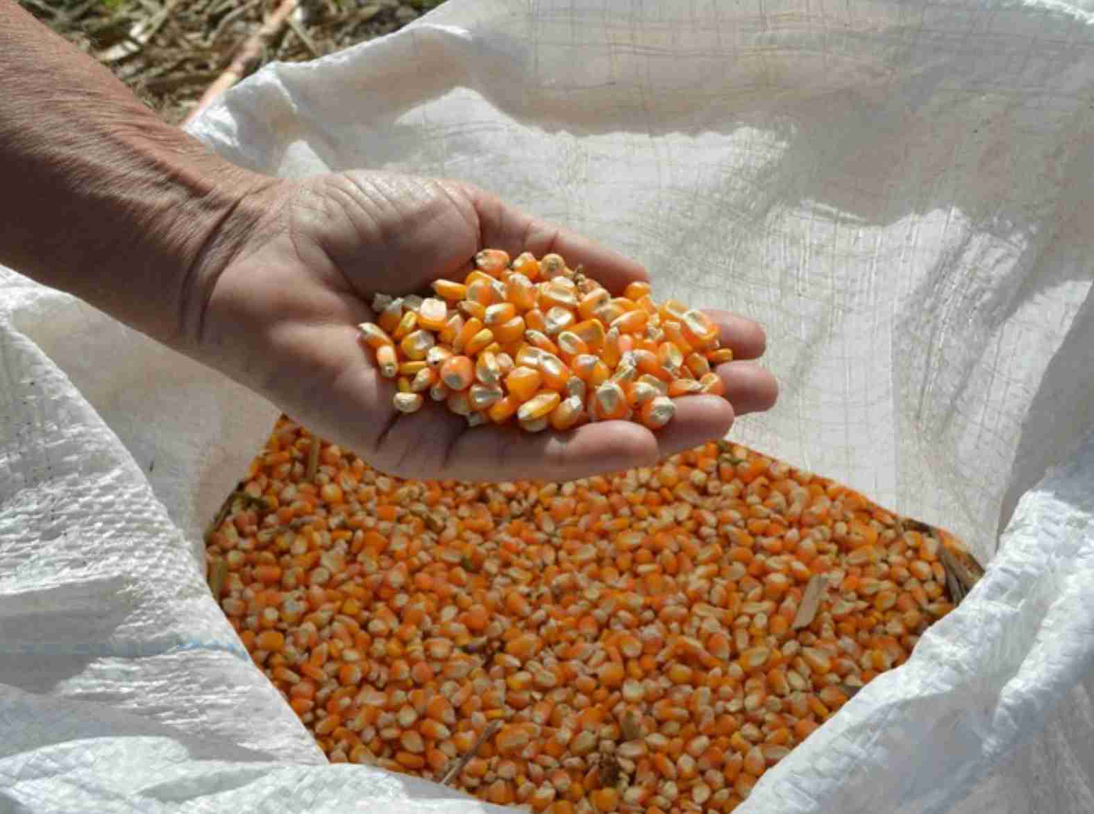 Venda em balcão de milho auxilia cerca de 8 mil pequenos criadores em todo o país