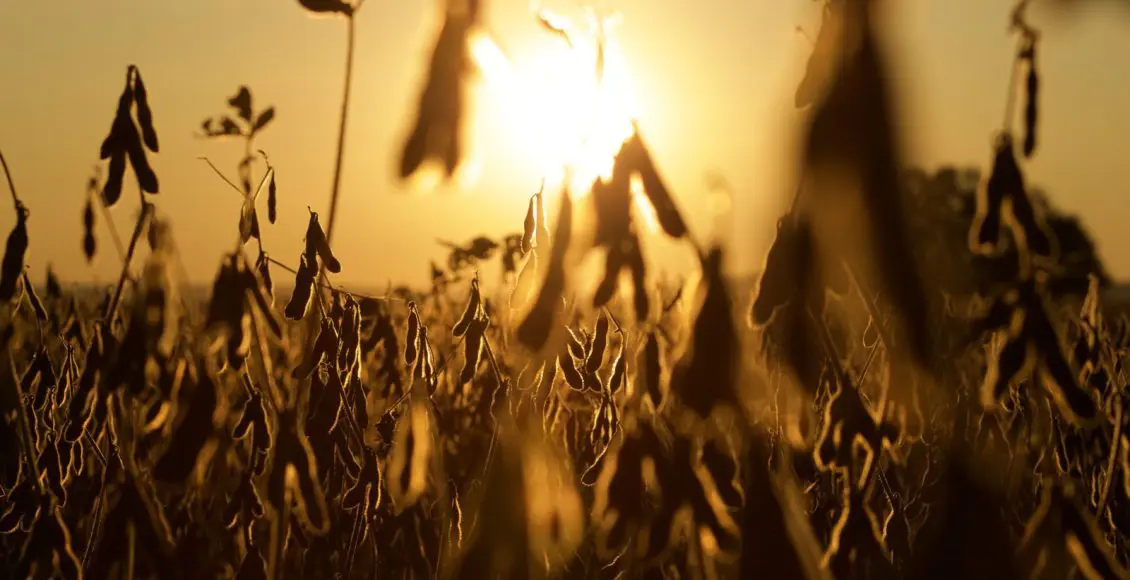 Superação da crise agrícola: A iniciativa da Aprosoja-MT em defesa dos produtores de soja e milho de Mato Grosso