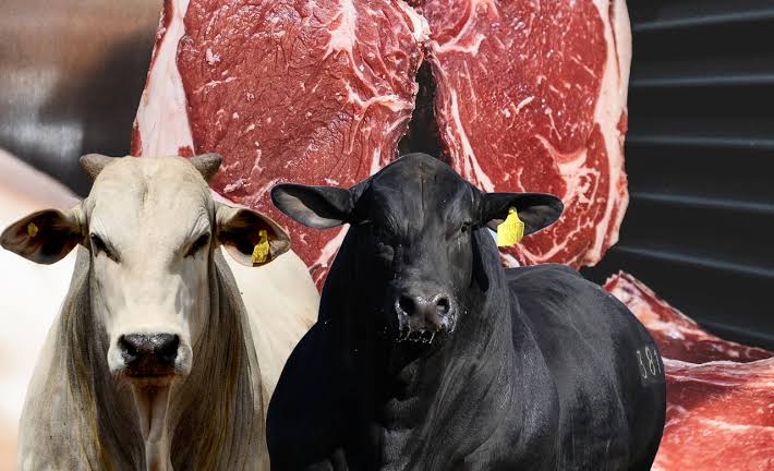 Rondônia: Ascensão no mercado global de carne bovina