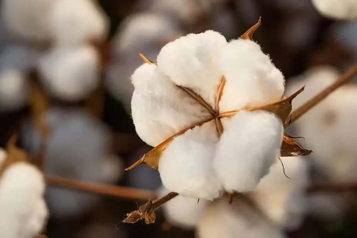 Preços do algodão alcançam novo pico no mercado brasileiro