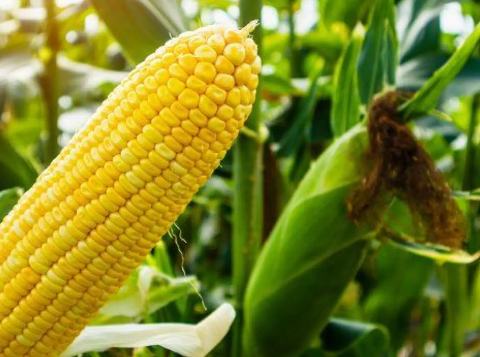 Mercado de milho registra leve queda na tarde desta terça-feira
