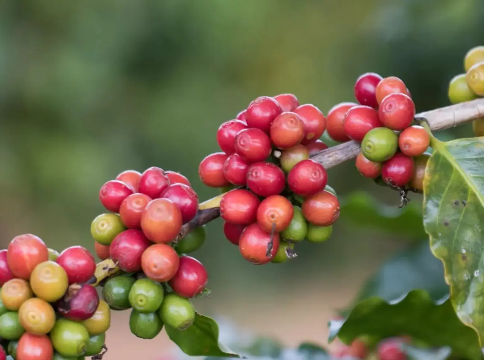 Clima favorável impulsiona desenvolvimento da safra de café 2024/25 no Brasil