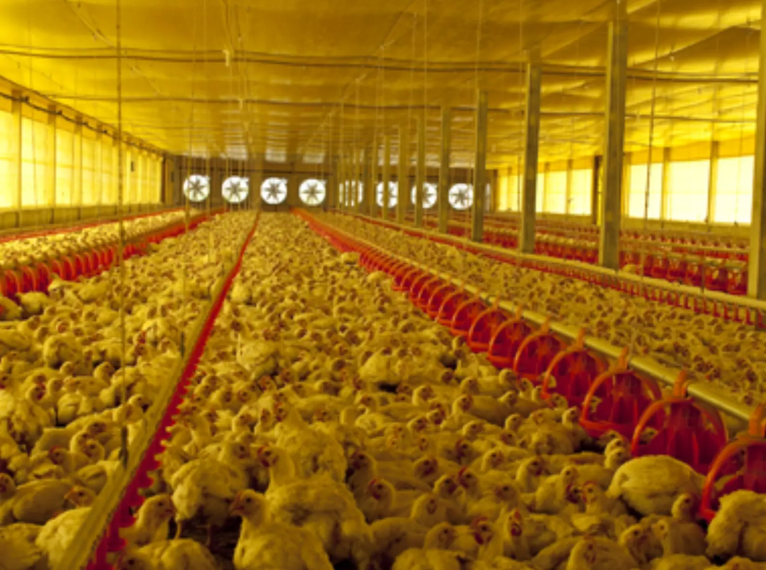 Mercado avícola enfrenta queda nos preços em janeiro