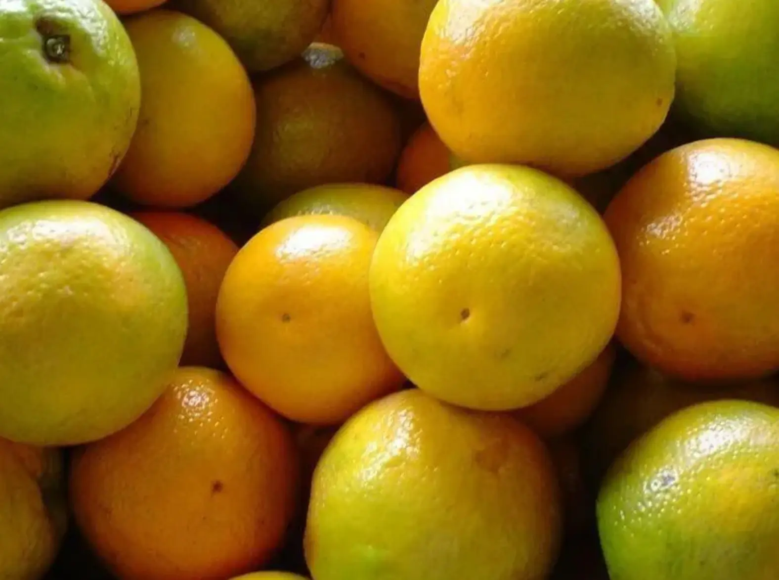 Preço da laranja pera atinge patamar recorde no mercado brasileiro