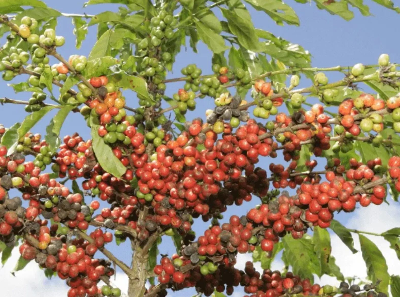 Exportações brasileiras de café verde crescem 45% e alcançam marca histórica em janeiro, segundo Cecafé