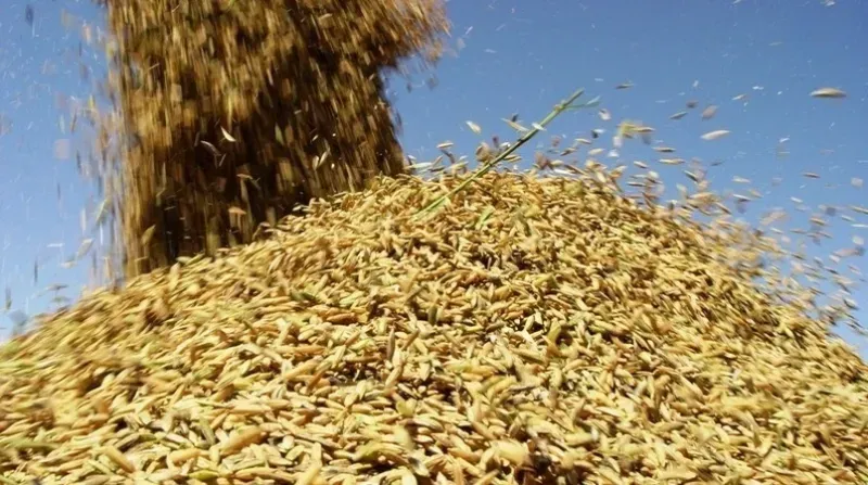 Colheita de arroz inicia no Rio Grande do Sul com preços em declínio