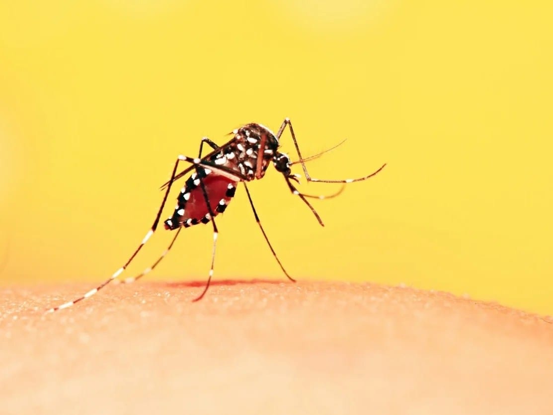 Ministério da Saúde infla repasses para dengue e distorce dados para minimizar impacto da doença, diz jornal
