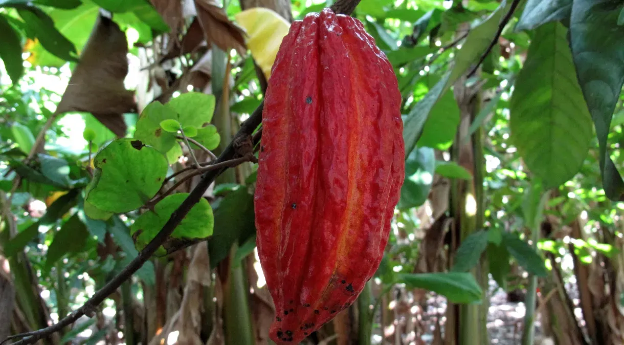 Preços do cacau em alta aceleram mudanças em produtos de fabricantes de chocolate