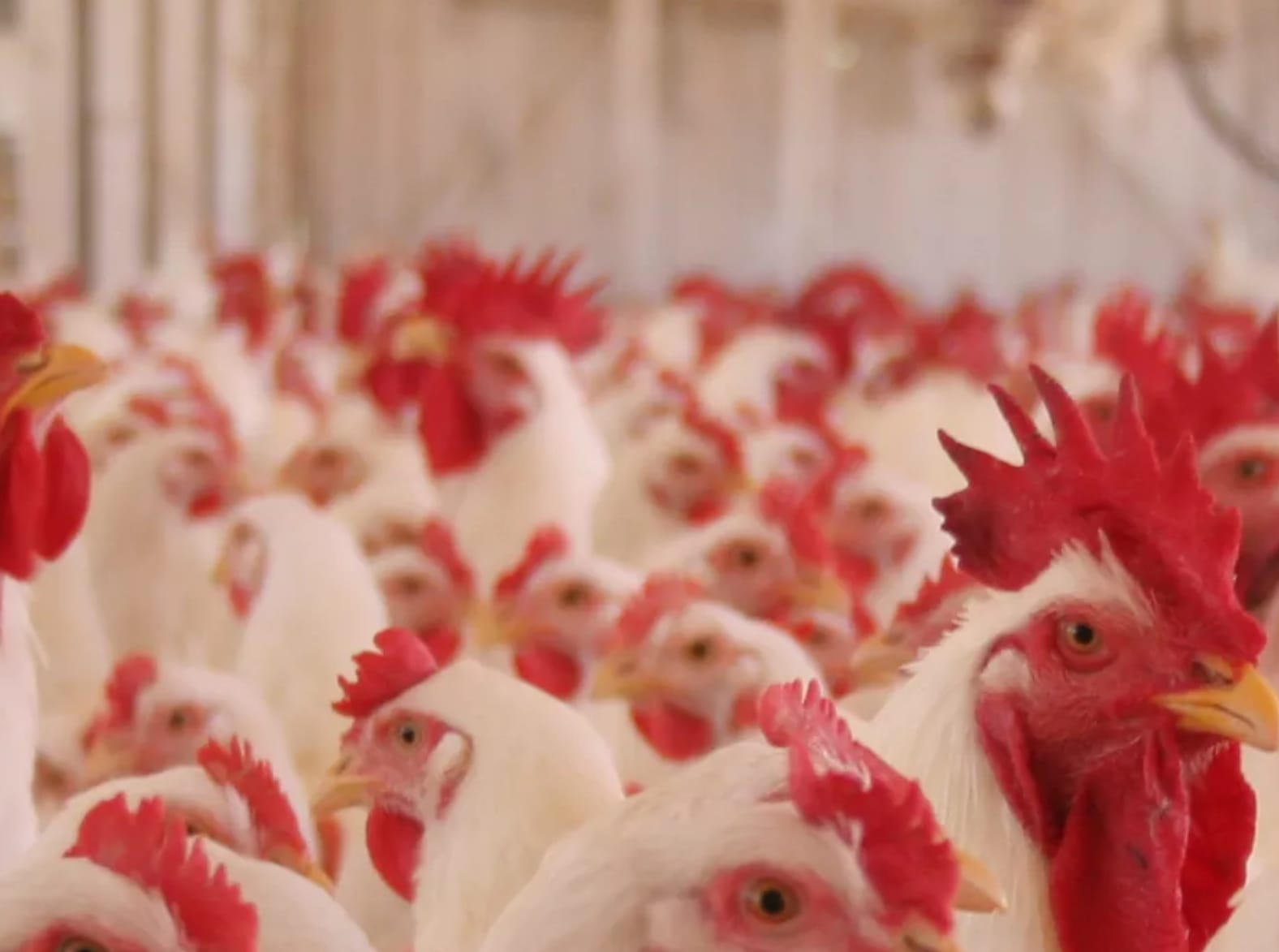 Exportações de carne de frango alcançam 418,1 mil toneladas em março