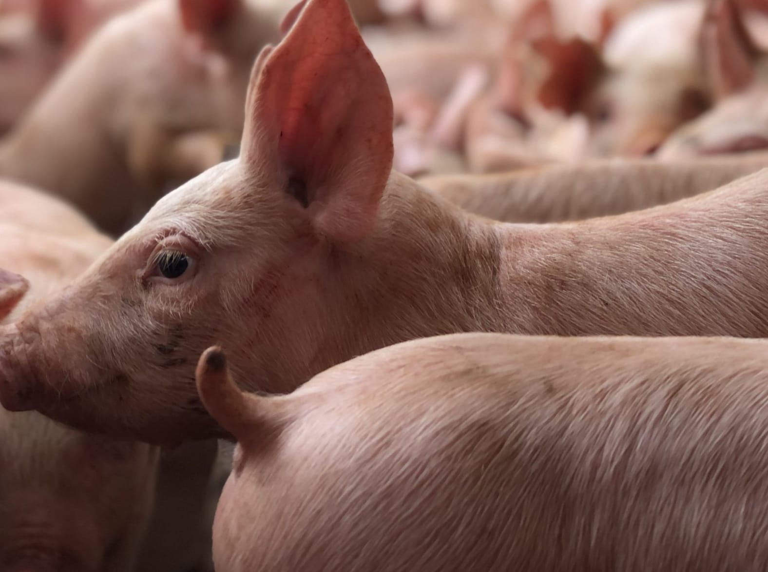 Mercado de suínos com cotações, na maioria, estáveis nesta segunda-feira (8)