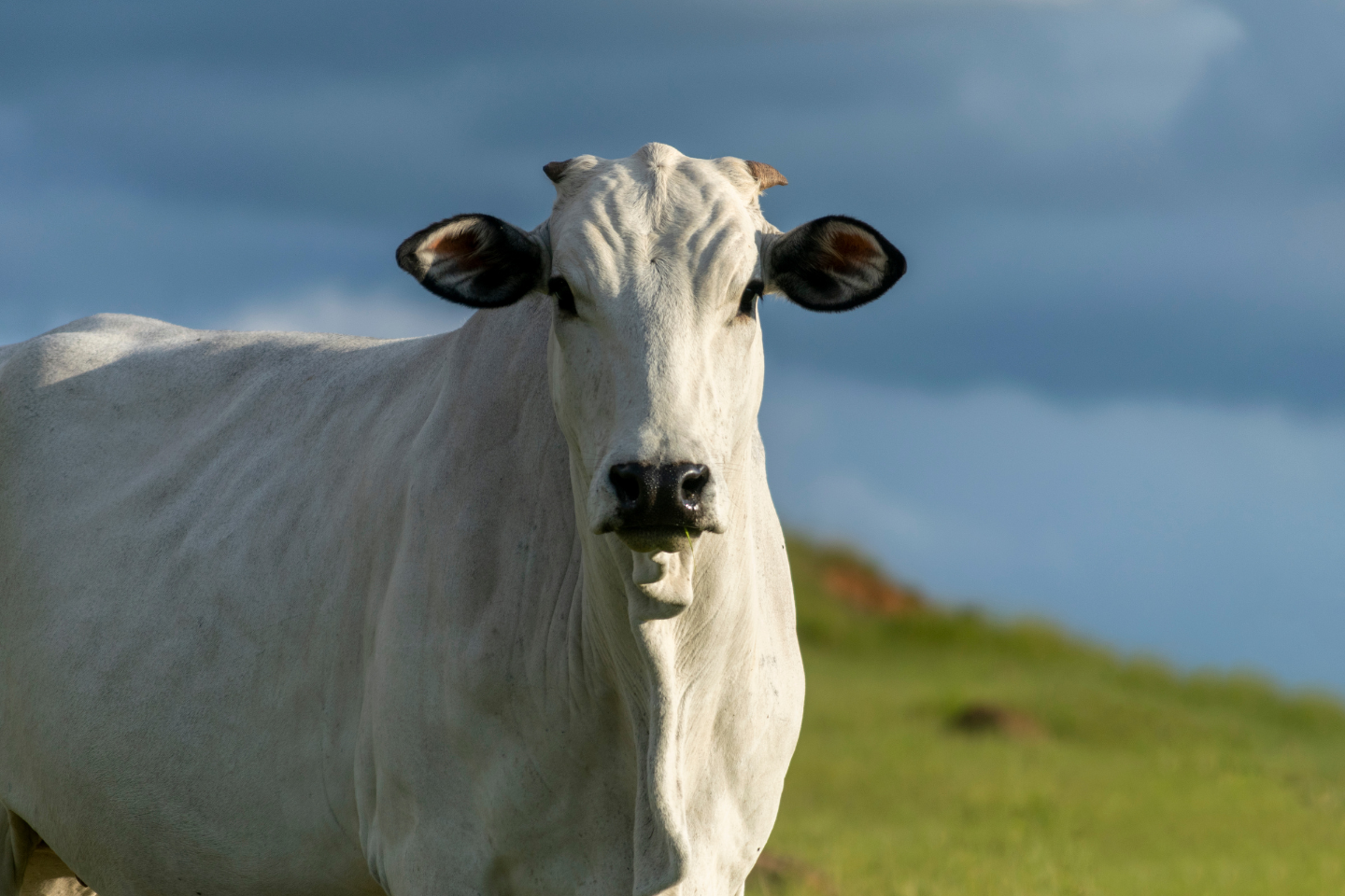 Boi: Indicador acumula queda de 10% no ano, e pecuarista limita oferta