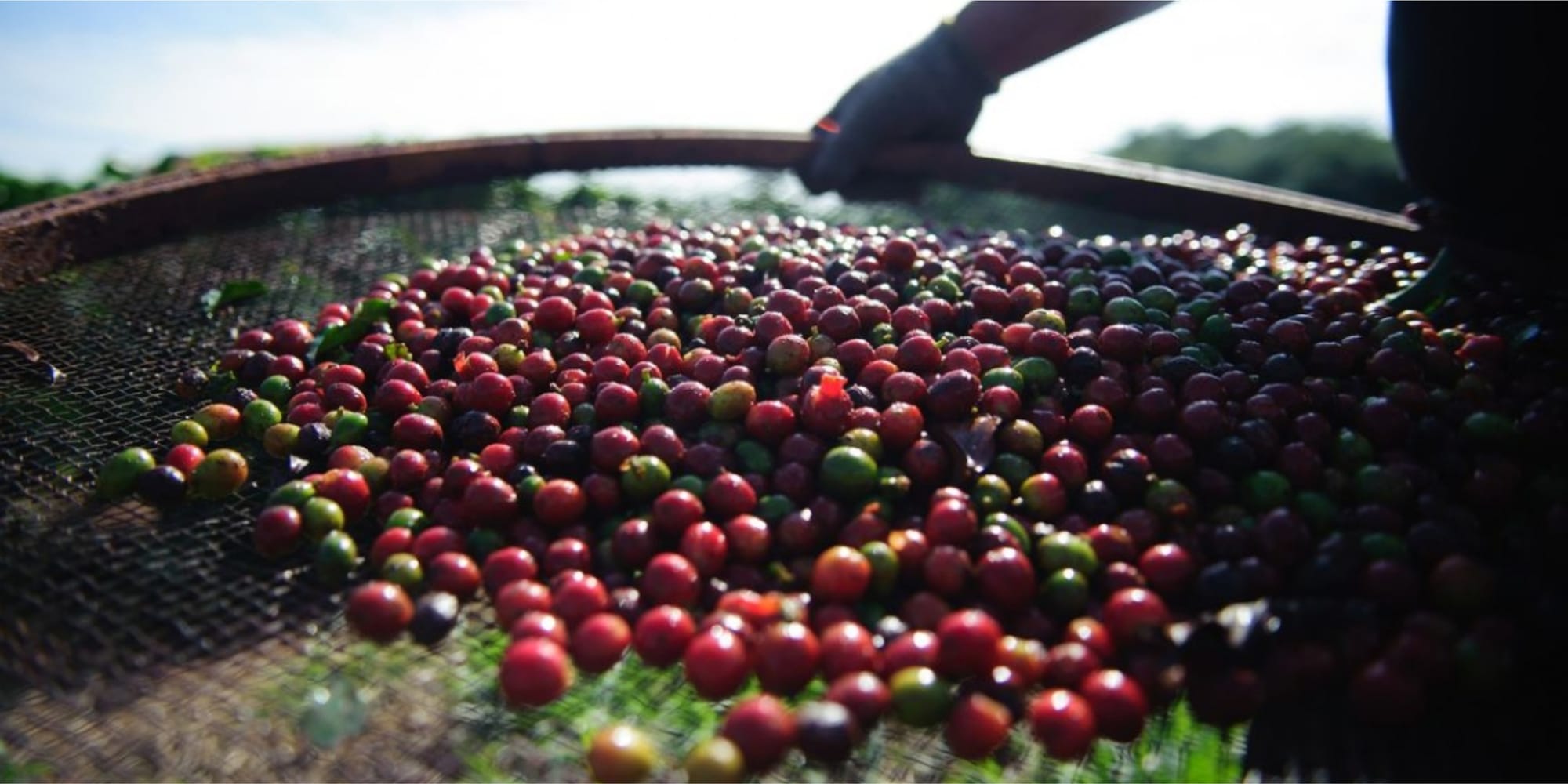 Café: Robusta voltar a ganhar mais de US$ 100 por tonelada e mercado mantém foco no Vietnã