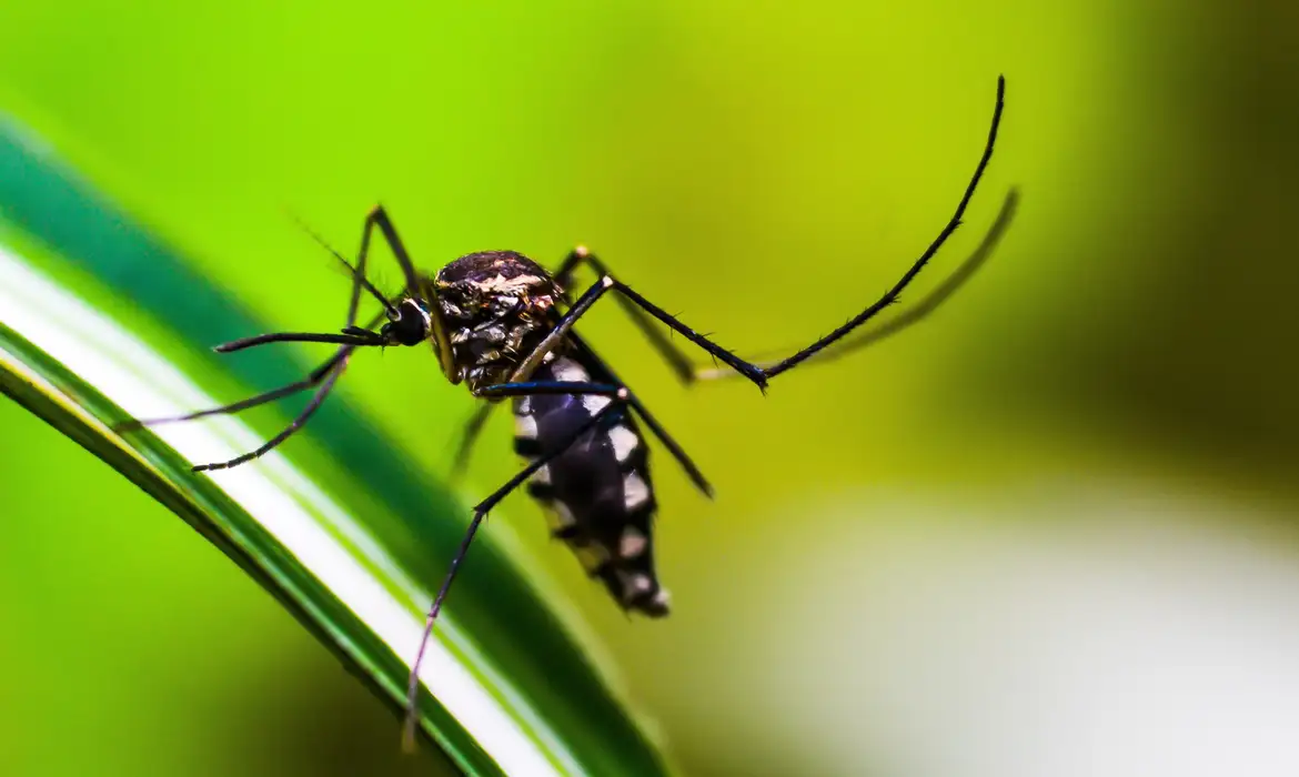 Brasil ultrapassa 3,5 mil mortes por dengue em 2024, com 5,6 milhões de casos prováveis