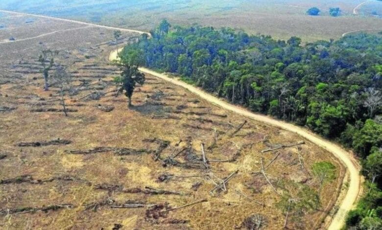 Desmatamento no Cerrado cresce 14,6% no último ano e atinge 6,5 mil km², aponta Inpe