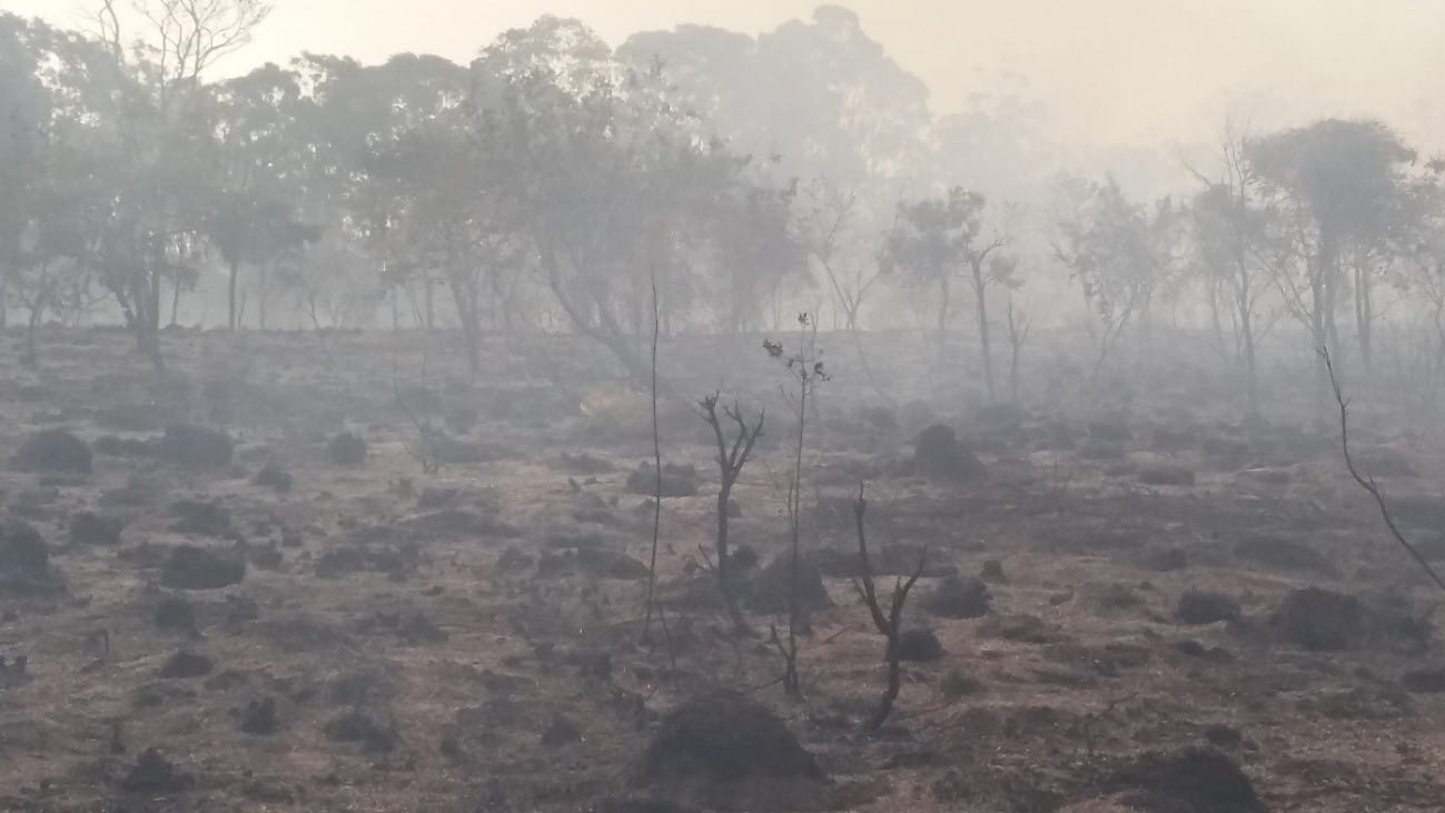 Tratamento com fumaça pode ajudar germinação de sementes no Cerrado