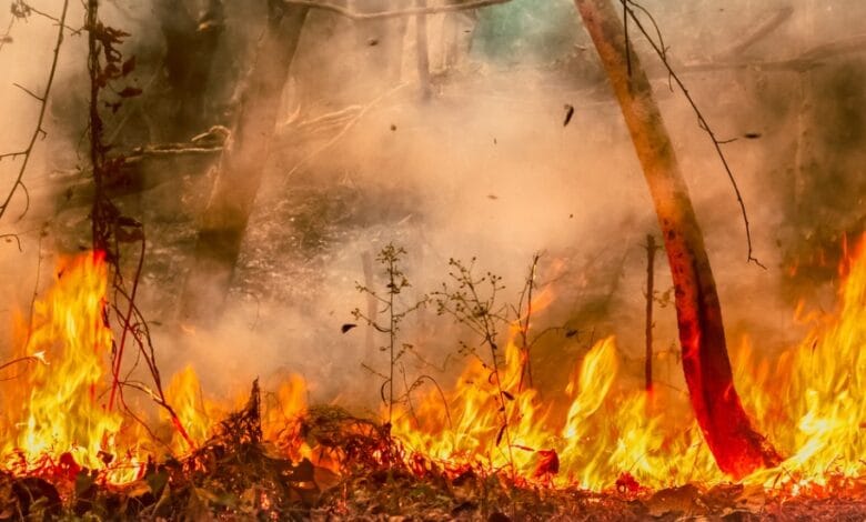 Amazônia enfrenta maior número de incêndios em 17 anos