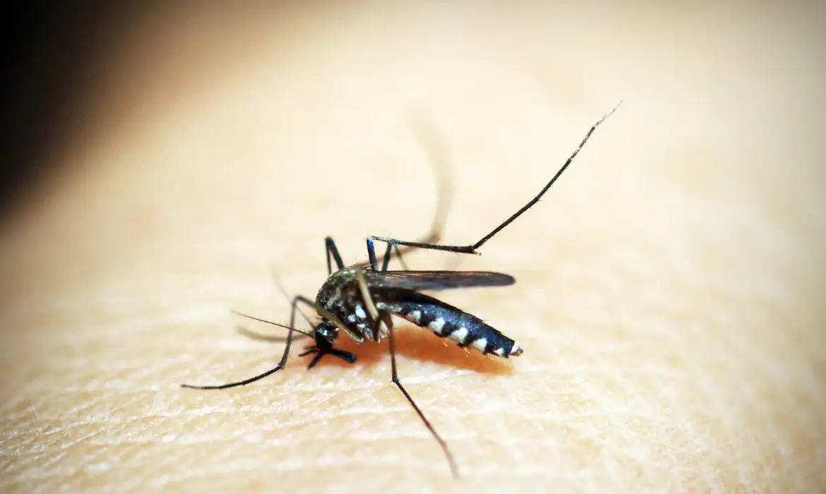 Mortes por dengue no Brasil quadruplicam em 2024, superando 5 mil óbitos