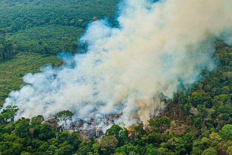 Queimadas: área de floresta nativa atingida na Amazônia cresce 132%