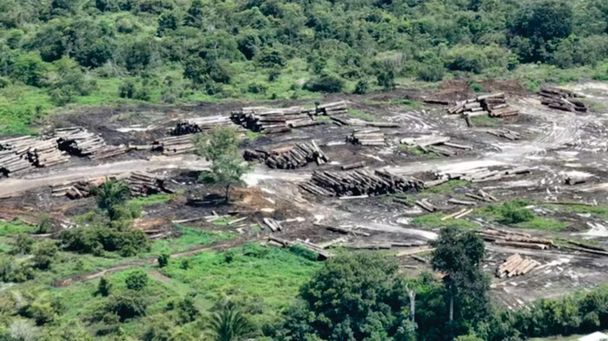 Extração ilegal de madeira na Amazônia cresce 19% e atinge 126 mil hectares em um ano