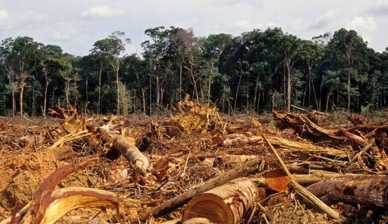 Amazônia em alerta: Queimadas e desmatamento batem recorde histórico de 15 anos