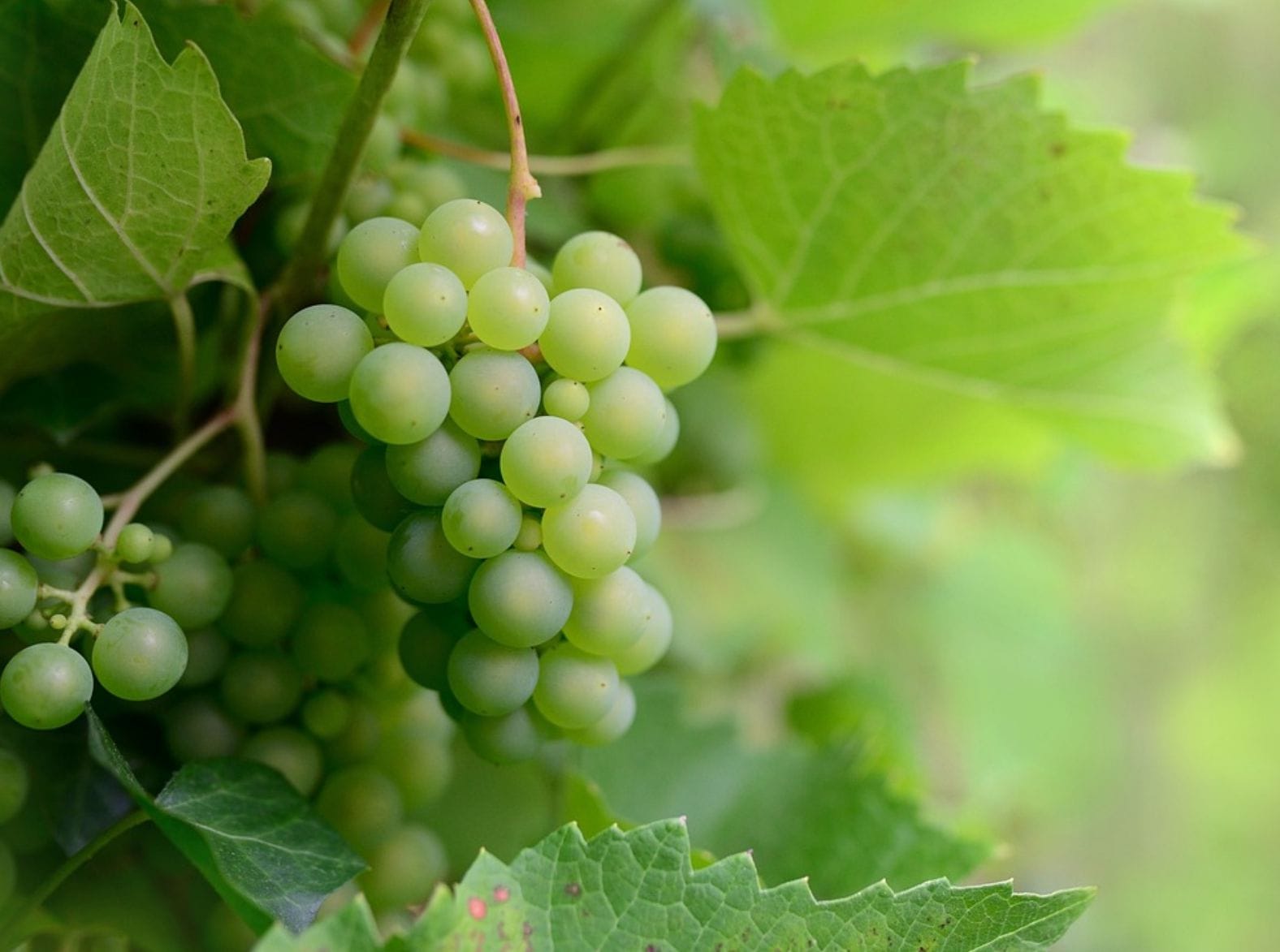 Abrafrutas celebra grande conquista: mercado chinês abre as portas para uvas frescas brasileiras