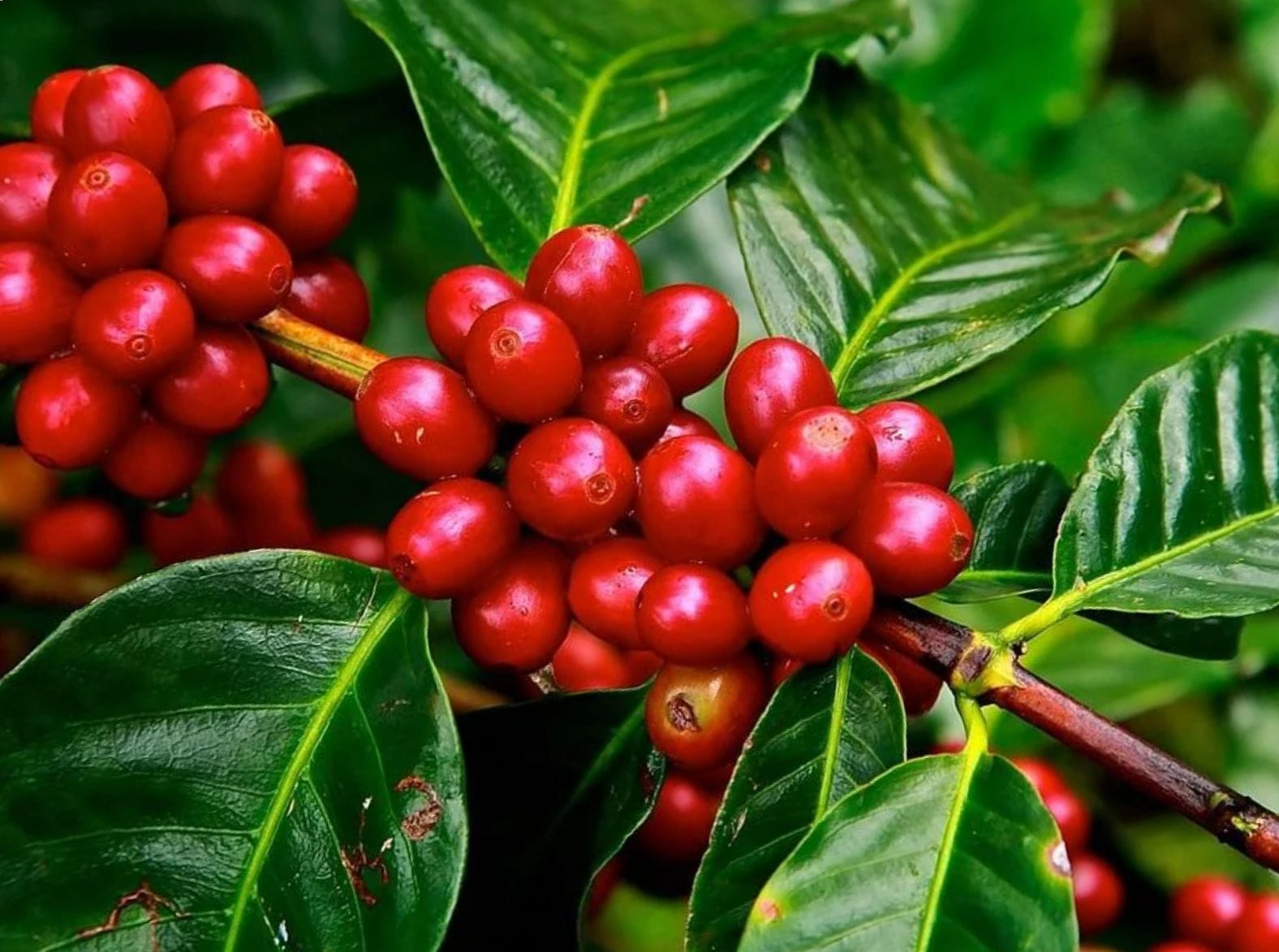 Café produtor de água: Em visita à Cooabriel, presidente do CNC anuncia implantação do projeto no ES