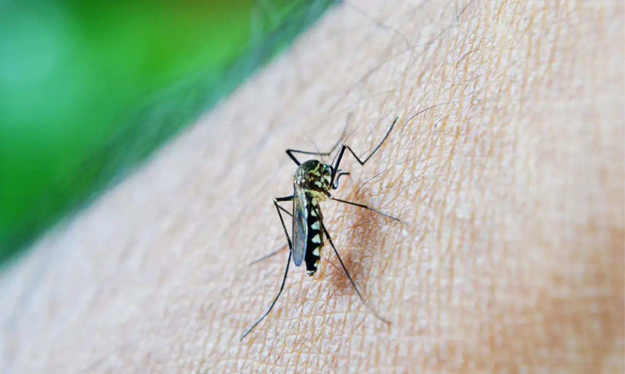 A dengue avança em Mato Grosso: Consciência coletiva é a chave para a prevenção